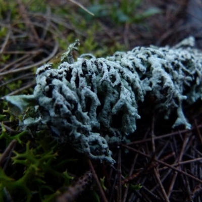 Hypogymnia sp. (A lichen) at Boro, NSW - 13 Jun 2021 by Paul4K