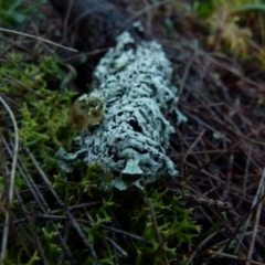 Hypogymnia sp. at Boro, NSW - 13 Jun 2021