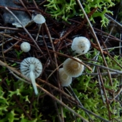 Mycena sp. (Mycena) at Boro, NSW - 12 Jun 2021 by Paul4K