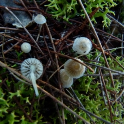 Mycena sp. (genus) (Mycena) at Boro, NSW - 13 Jun 2021 by Paul4K