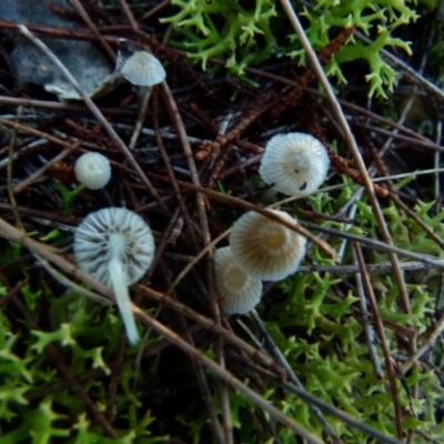 Mycena sp. (Mycena) at Boro, NSW - 12 Jun 2021 by Paul4K