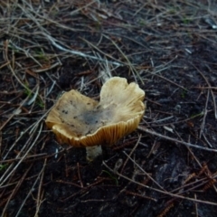 Unidentified Cup or disk - with no 'eggs' at Boro, NSW - 12 Jun 2021 by Paul4K