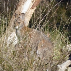 Notamacropus rufogriseus (Red-necked Wallaby) at Boro, NSW - 13 Jun 2021 by Paul4K