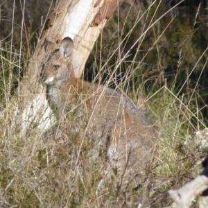 Notamacropus rufogriseus at Boro, NSW - suppressed