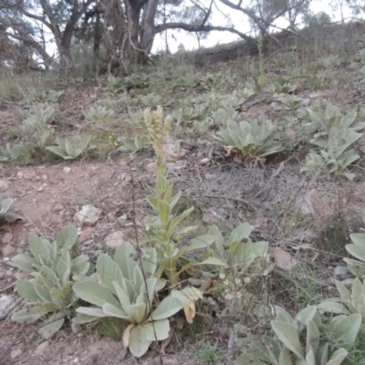 Verbascum thapsus subsp. thapsus (Great Mullein, Aaron's Rod) at Conder, ACT - 30 Mar 2021 by MichaelBedingfield