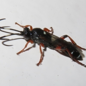 Ichneumon promissorius at Flynn, ACT - 9 Jun 2021