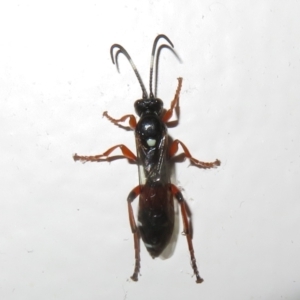 Ichneumon promissorius at Flynn, ACT - 9 Jun 2021 05:11 PM