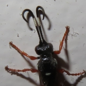 Ichneumon promissorius at Flynn, ACT - 9 Jun 2021