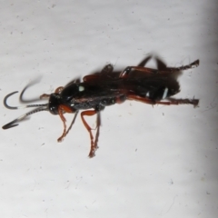 Ichneumon promissorius at Flynn, ACT - 9 Jun 2021 05:11 PM