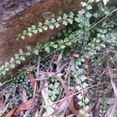 Asplenium flabellifolium (Necklace Fern) at Mount Ainslie - 14 Jun 2021 by SilkeSma