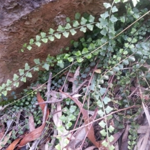 Asplenium flabellifolium at Majura, ACT - 14 Jun 2021