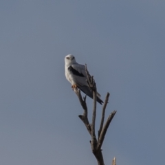 Elanus axillaris (Black-shouldered Kite) at Symonston, ACT - 14 Jun 2021 by rawshorty