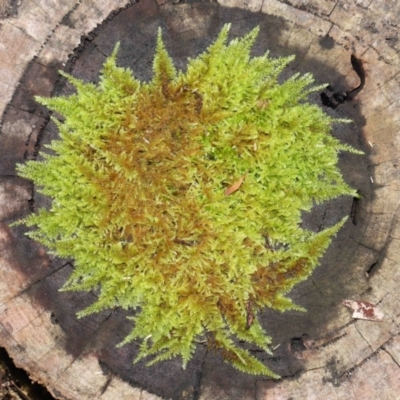 Hypnum cupressiforme (Cypress-leaved Plait Moss) at ANBG - 30 May 2021 by TimL