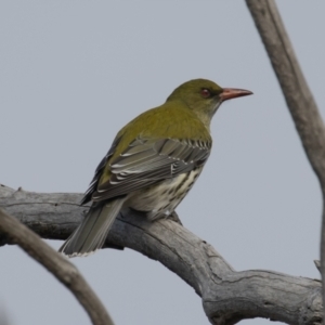 Oriolus sagittatus at Symonston, ACT - 14 Jun 2021