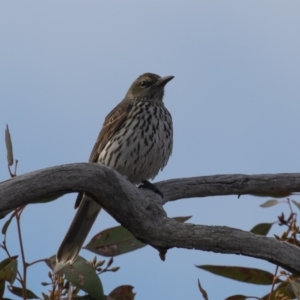 Oriolus sagittatus at Symonston, ACT - 14 Jun 2021