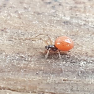 Ostearius melanopygius at Coree, ACT - 14 Jun 2021