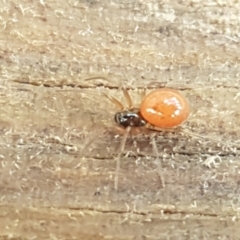 Ostearius melanopygius at Coree, ACT - 14 Jun 2021 12:26 PM