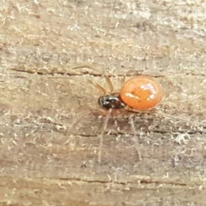 Ostearius melanopygius at Coree, ACT - 14 Jun 2021