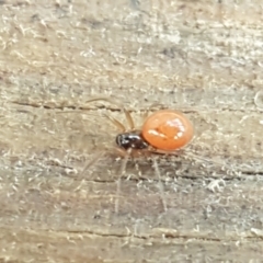 Ostearius melanopygius at Coree, ACT - 14 Jun 2021 12:26 PM