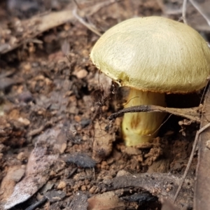 Cortinarius sp. at Cotter River, ACT - 14 Jun 2021