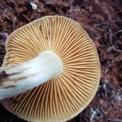 Cortinarius sp. at Cotter River, ACT - 14 Jun 2021