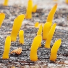 Calocera sp. (A stagshorn fungus) at Lower Cotter Catchment - 14 Jun 2021 by trevorpreston