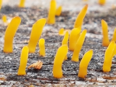 Calocera sp. (A stagshorn fungus) at Cotter River, ACT - 14 Jun 2021 by trevorpreston