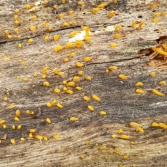 Calocera sp. at Cotter River, ACT - 14 Jun 2021 01:05 PM