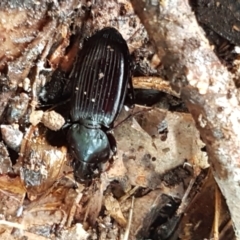 Notonomus sp. (genus) (Carab beetle) at Coree, ACT - 14 Jun 2021 by trevorpreston