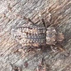 Cryptorhynchini sp. (tribe) (Unidentified cryptorhynchine weevil) at Coree, ACT - 14 Jun 2021 by tpreston