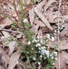 Styphelia attenuata at Cotter River, ACT - 14 Jun 2021 12:40 PM