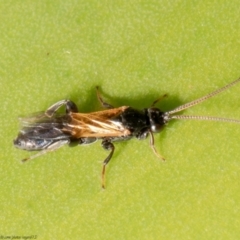 Unidentified Wasp (Hymenoptera, Apocrita) at Acton, ACT - 14 Jun 2021 by Roger