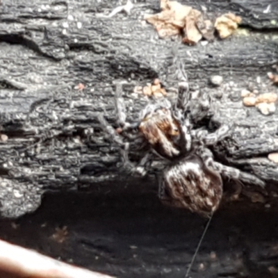 Unidentified Spider at Uriarra Village, ACT - 14 Jun 2021 by trevorpreston