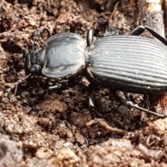 Cardiothorax monarensis (Darkling beetle) at Cotter River, ACT - 14 Jun 2021 by trevorpreston