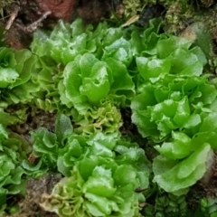 Fossombronia sp. (genus) (A leafy liverwort) at Cotter River, ACT - 14 Jun 2021 by tpreston