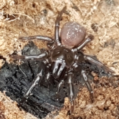 Atrax yorkmainorum (Funnel-web spider) at Lower Cotter Catchment - 14 Jun 2021 by trevorpreston