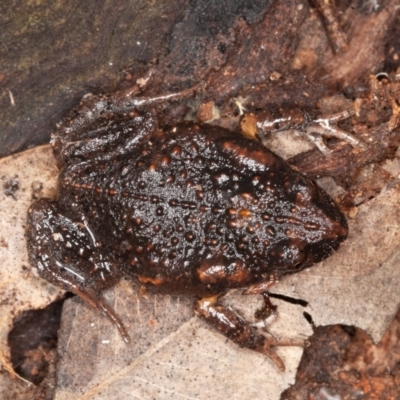 Uperoleia laevigata (Smooth Toadlet) at Symonston, ACT - 14 Jun 2021 by rawshorty