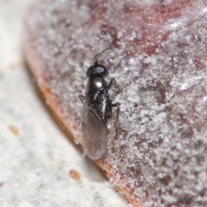 Chalcidoidea (superfamily) at ANBG - 7 May 2021 01:14 PM