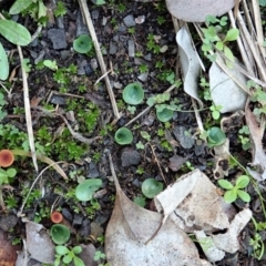 Corysanthes incurva (Slaty Helmet Orchid) at Aranda, ACT - 11 Jun 2021 by CathB