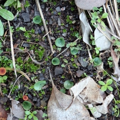 Corysanthes incurva (Slaty Helmet Orchid) by CathB