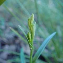 Bunochilus umbrinus (ACT) = Pterostylis umbrina (NSW) (Broad-sepaled Leafy Greenhood) at Holt, ACT by CathB
