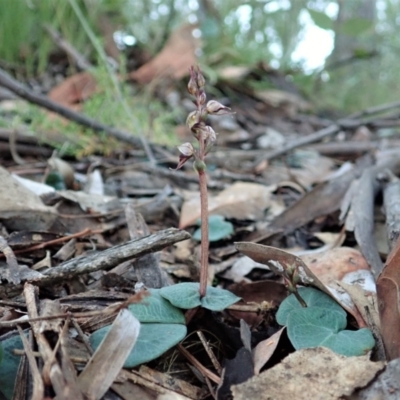 Acianthus collinus (Inland Mosquito Orchid) at Holt, ACT - 12 May 2021 by CathB