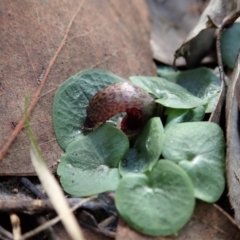 Corysanthes hispida at Aranda, ACT - suppressed