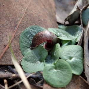 Corysanthes hispida at Aranda, ACT - 11 Apr 2021