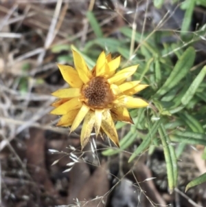 Xerochrysum viscosum at Burra, NSW - 14 Jun 2021 09:57 AM