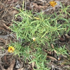 Xerochrysum viscosum at Burra, NSW - 14 Jun 2021 09:57 AM