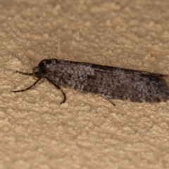 Lepidoscia adelopis, annosella and similar species at Symonston, ACT - 14 Jun 2021