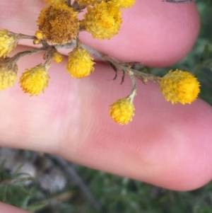 Chrysocephalum semipapposum at Burra, NSW - 14 Jun 2021