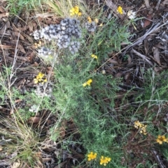 Chrysocephalum semipapposum at Burra, NSW - 14 Jun 2021