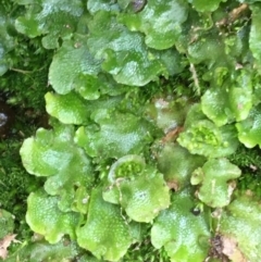 Lunularia cruciata at Burra, NSW - 14 Jun 2021